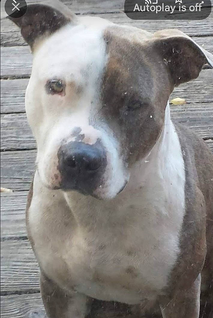 Blue Longoria is registered to the contest to win money with this photo: ancient_dog_breeds, canidae, carnivore, collar, companion_dog, cordoba_fighting_dog, dog, dog_breed, dog_collar, fawn, giant_dog_breed, head, molosser, non_sporting_group, snout, sporting_group, terrestrial_animal, whiskers, working_animal, working_dog