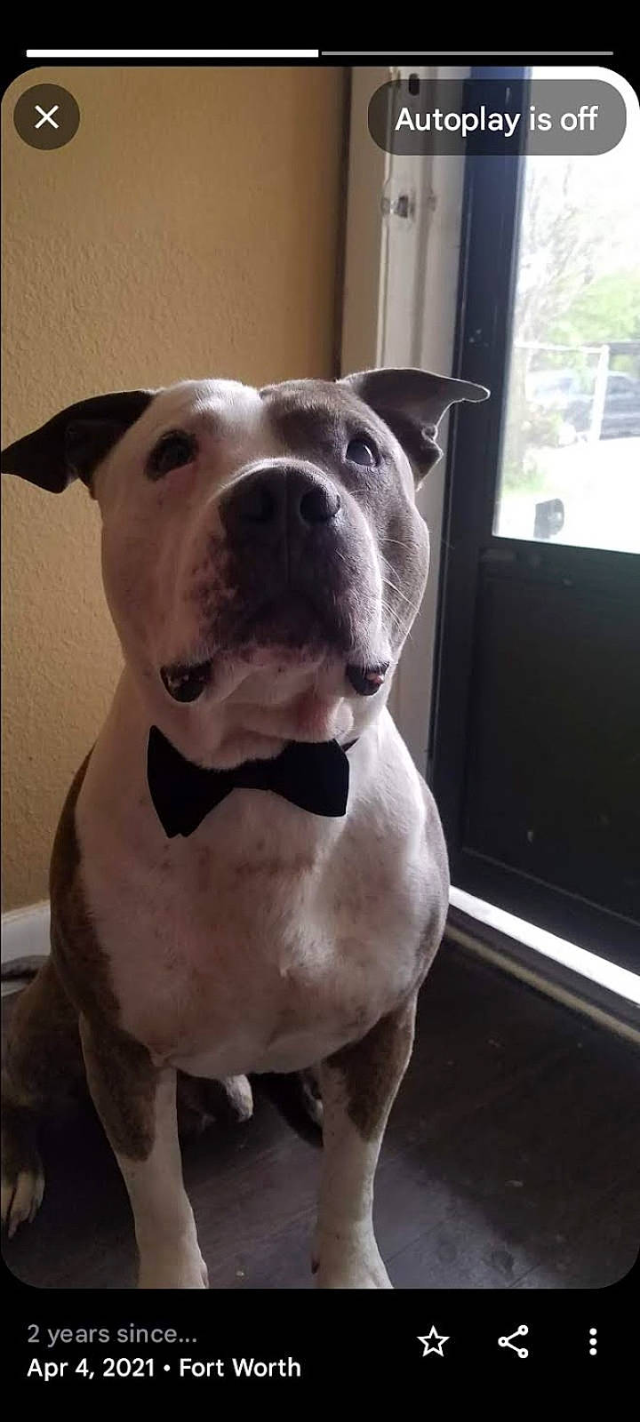 Blue Longoria is registered to the contest to win money with this photo: canidae, carnivore, collar, comfort, companion_dog, dog, dog_breed, dog_collar, eye, fawn, guard_dog, head, molosser, non_sporting_group, snout, sporting_group, whiskers, window, working_animal, working_dog