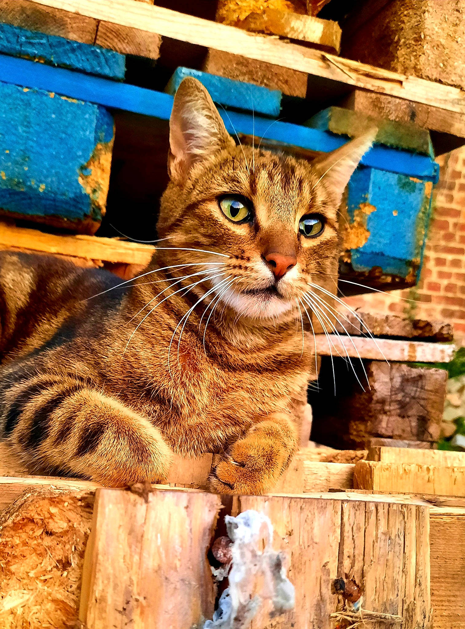 Raoul participe au concours pour gagner de l'argent avec cette photo : blue, brick, brickwork, carnivore, cat, domestic_short_haired_cat, fawn, felidae, fur, grass, sitting, small_to_medium_sized_cats, snout, terrestrial_animal, tree, trunk, whiskers, wildlife, window, wood