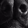 Roye participe au concours pour gagner de l'argent avec cette photo : animal, black_and_white, canine, close_up, dark, detail, dog, fur, hair, macro, monochrome, muzzle, nose, pet, portrait, shadow, snout, texture, wet, whiskers