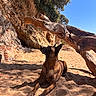 Roye participe au concours pour gagner de l'argent avec cette photo : animal, beach, brown, canine, cliff, daytime, dog, driftwood, landscape, looking_up, nature, outdoor, relaxing, rock, sand, shadow, sky, sunlight, tree, wildlife
