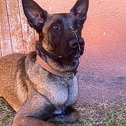 Roye a rejoint le concours — aidez-le/la à gagner de superbes lots ! alert, animal, brown, canine, closeup, collar, dog, ears, fur, grass, looking, nature, nose, outdoor, pet, portrait, resting, stucco_wall, twig, wooden_wall