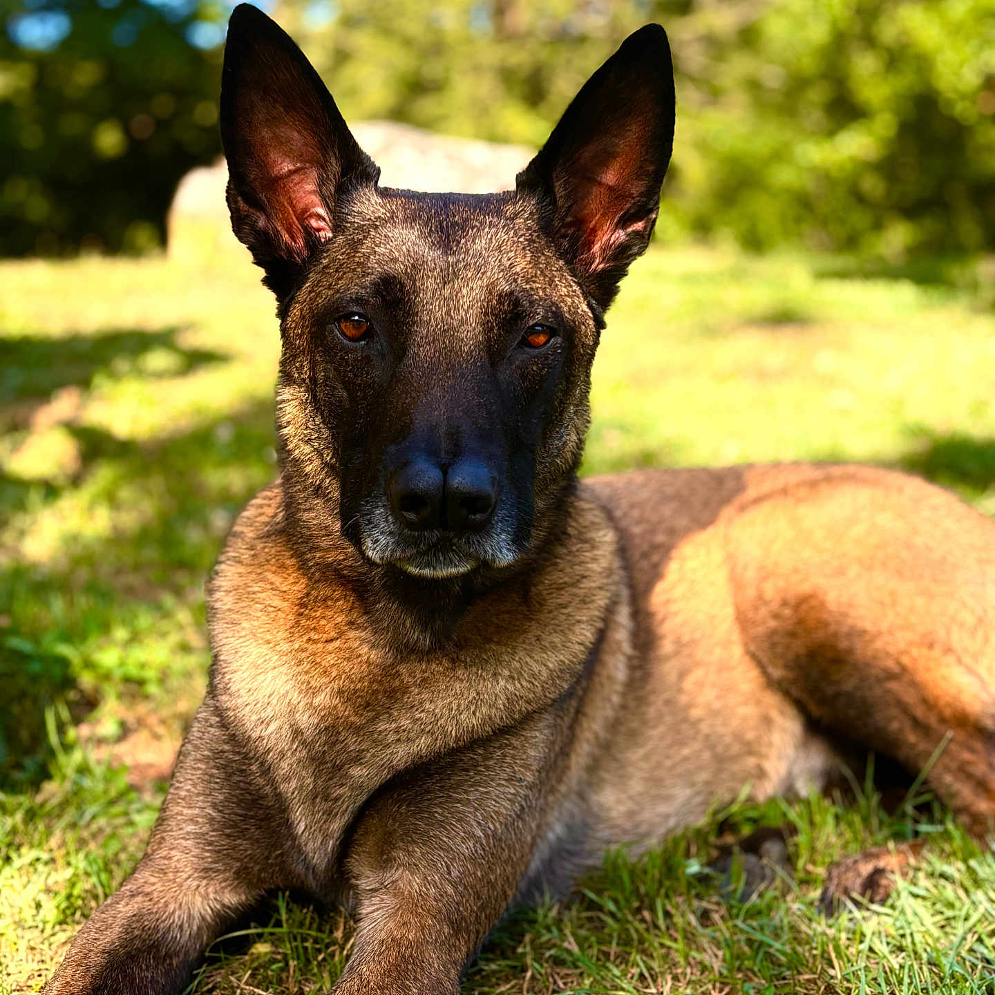 Roye a rejoint le concours — aidez-le/la à gagner de superbes lots ! alert, animal, background_blur, belgian_malinois, black, brown, canine, closeup, daylight, dog, ears, fur, grass, lying_down, muzzle, nature, outdoor, pet, portrait, sunlight