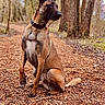 alert, animal, background_blur, brown, canine, collar, daylight, dog, ears_up, forest, fur, leaves, nature, outdoor, path, pet, sitting, tree, wildlife, woodland