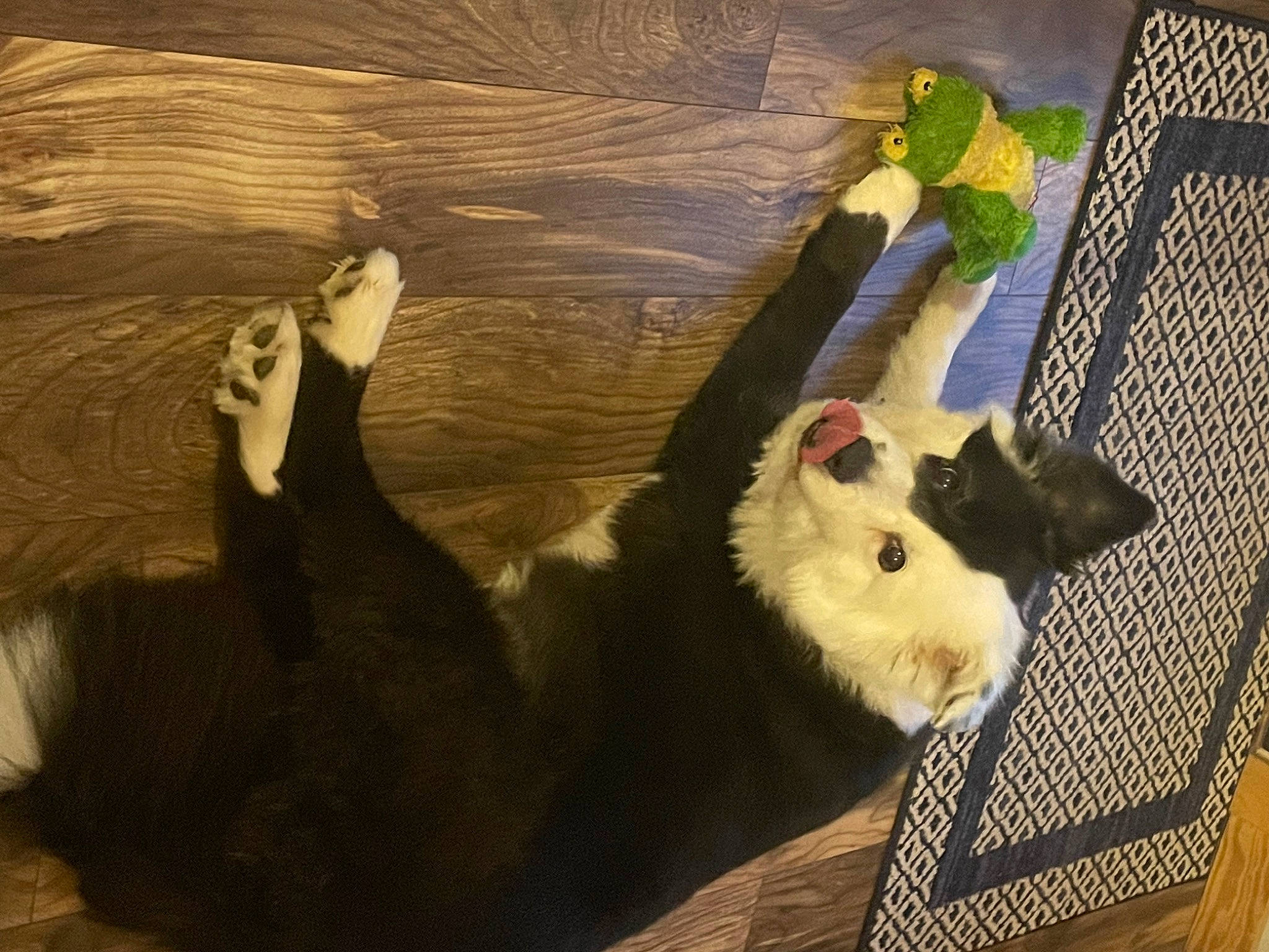 Rosie joined the competition — help win amazing prizes! bear, carnivore, claw, companion_dog, dog_breed, fawn, felidae, foot, fur, paw, pet_supply, small_to_medium_sized_cats, stuffed_toy, tail, terrestrial_animal, toy, visual_arts, whiskers, wildlife, wood