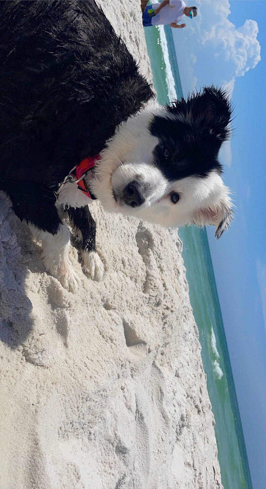 Rosie joined the competition — help win amazing prizes! beach, carnivore, cloud, collar, companion_dog, dog, dog_breed, fur, herding_dog, ocean, sand, sky, tail, water, wave, wind, wind_wave, winter, working_animal, working_dog