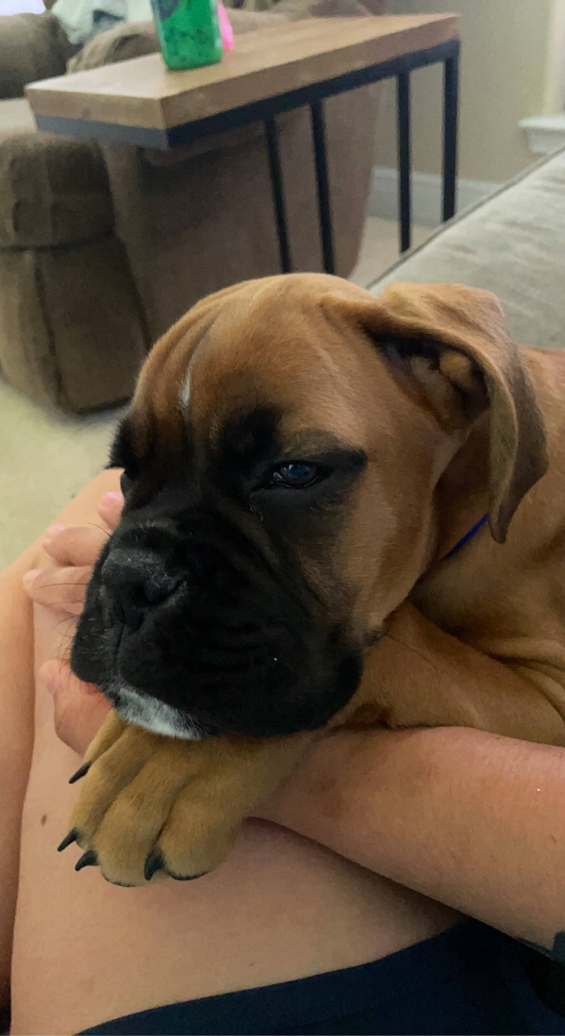 Bullet is registered to the contest to win money with this photo: bored, box, boxer, canidae, carnivore, carton, chair, companion_dog, dog, dog_breed, fawn, paw, puppy, shipping_box, snout, sporting_group, whiskers, working_animal, working_dog, wrinkle