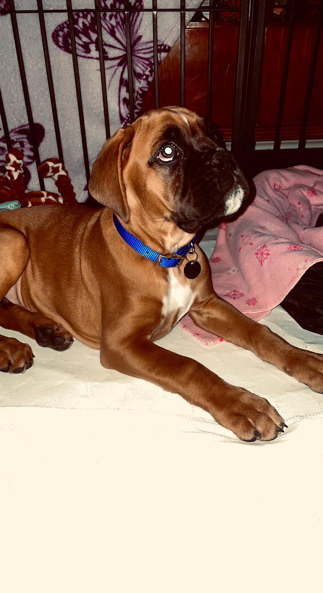 Bullet is registered to the contest to win money with this photo: brown, carnivore, chair, collar, companion_dog, dog, dog_breed, dog_collar, dog_supply, fawn, fur, guard_dog, hardwood, leash, liver, pet_supply, sporting_group, tail, working_animal, working_dog