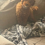 Coco is registered to the contest to win money with this photo: puppy, dog, couch, blanket, charging_cable, indoor, furniture, pet, fluffy, brown, cozy, soft, curly_fur, home, relaxation, domestic, animal, companion, cute, living_room