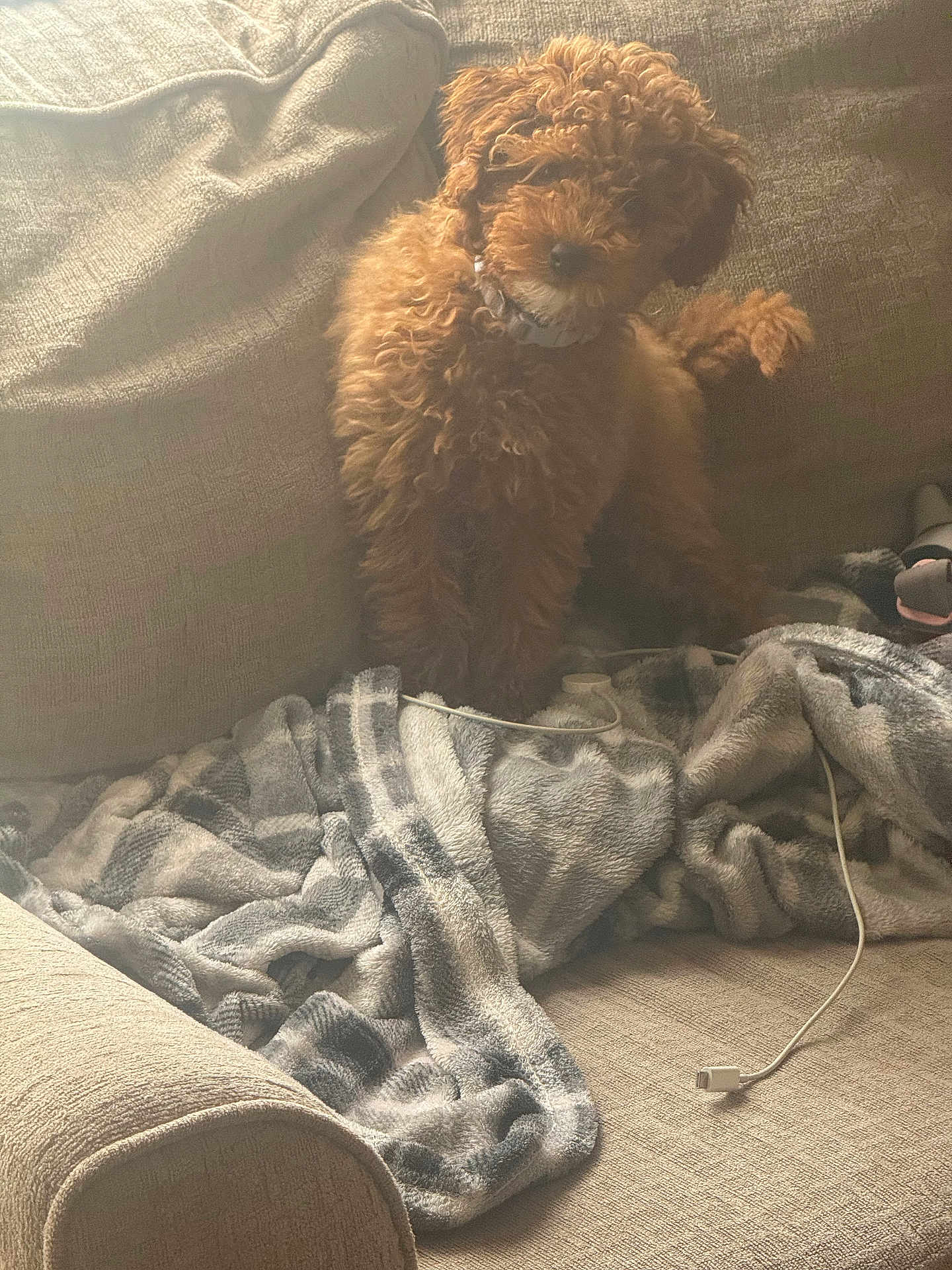 Coco is registered to the contest to win money with this photo: puppy, dog, couch, blanket, charging_cable, indoor, furniture, pet, fluffy, brown, cozy, soft, curly_fur, home, relaxation, domestic, animal, companion, cute, living_room