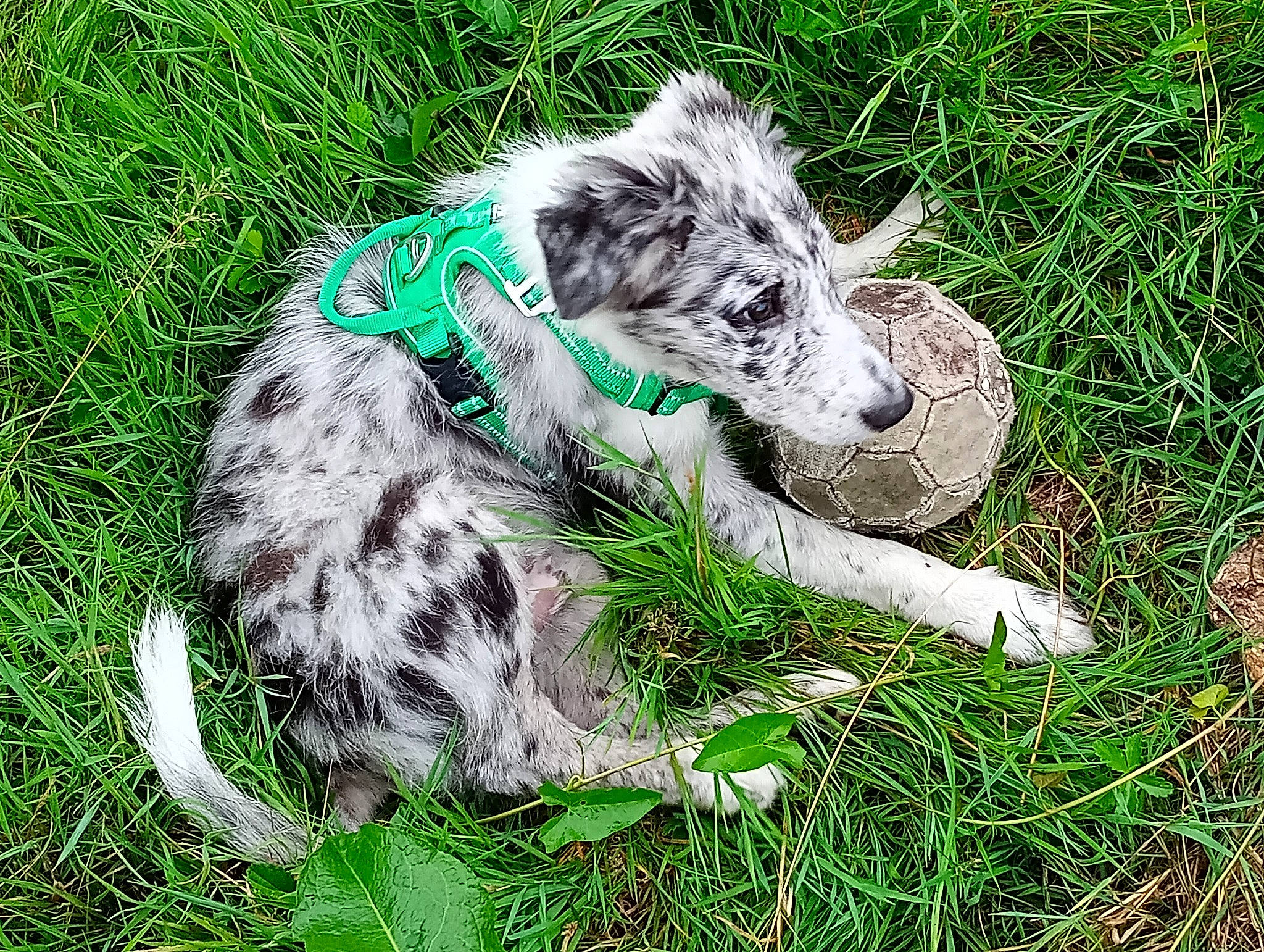 Uriel a rejoint le concours — aidez-le/la à gagner de superbes lots ! bovine, canidae, carnivore, dog_breed, fur, grass, grassland, grazing, groundcover, herding_dog, livestock, pasture, plant, sheep, snout, sporting_group, terrestrial_animal, wildlife, working_animal