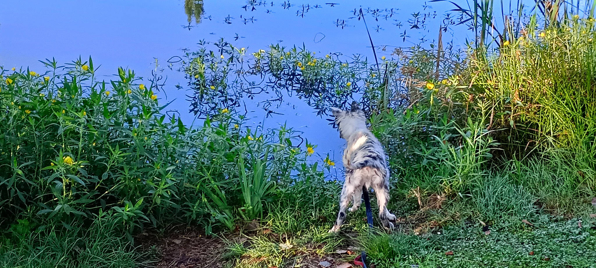 Uriel participe au concours pour gagner de l'argent avec cette photo : carnivore, dog, dog_breed, fawn, forest, grass, grassland, groundcover, herb, herbaceous_plant, landscape, meadow, natural_landscape, plant, plant_community, shrub, sky, sporting_group, tail, terrestrial_plant