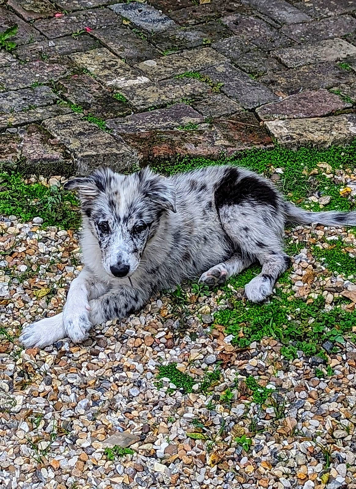 Uriel participe au concours pour gagner de l'argent avec cette photo : australian_cattle_dog, australian_stumpy_tail_cattle_dog, canidae, carnivore, dog, dog_breed, grass, groundcover, herding_dog, koolie, plant, soil, sporting_group, terrestrial_animal, working_animal, working_dog