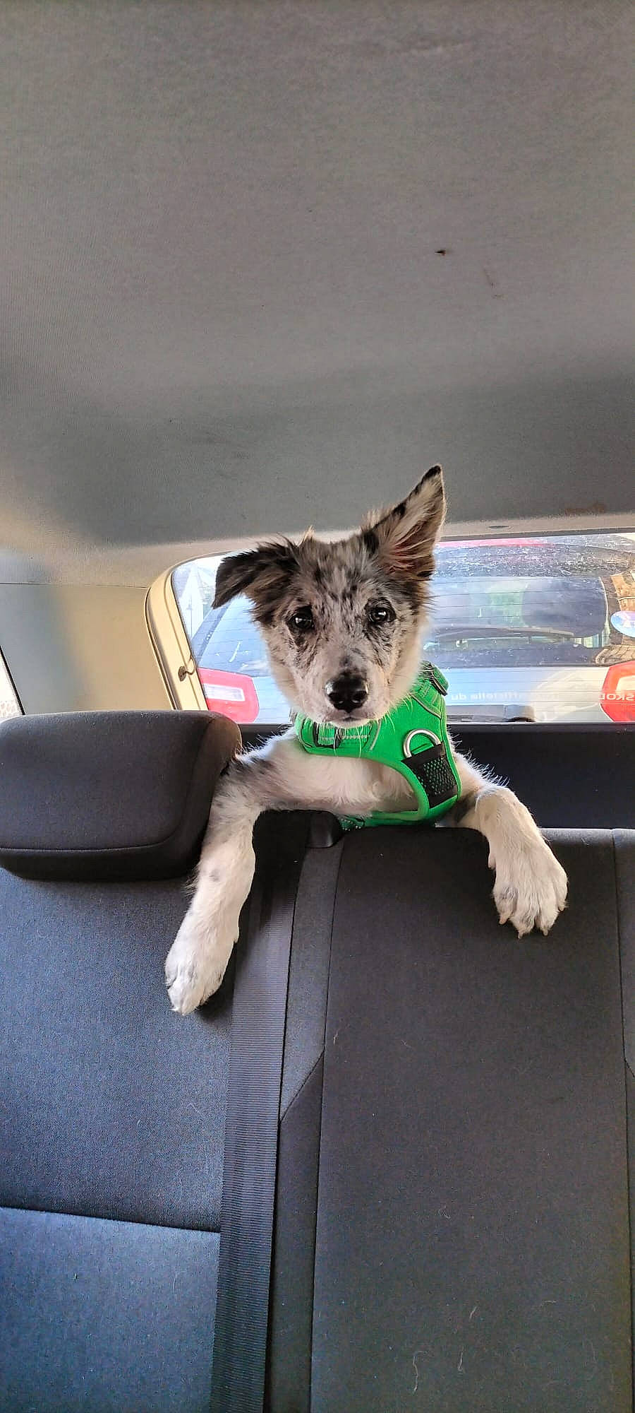 Uriel participe au concours pour gagner de l'argent avec cette photo : carnivore, companion_dog, dog, dog_breed, dog_clothes, dog_supply, family_car, fawn, felidae, fur, hood, small_terrier, snout, sporting_group, tail, terrier, toy_dog, vehicle, window, yorkshire_terrier