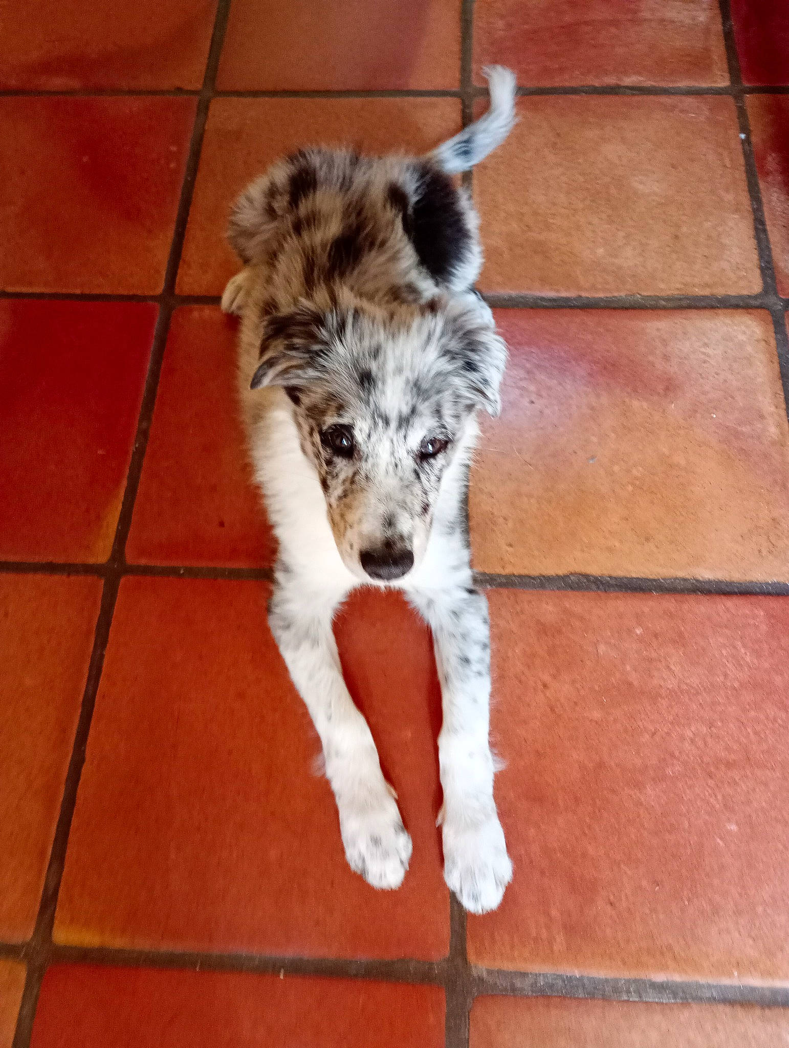 Uriel participe au concours pour gagner de l'argent avec cette photo : canidae, carnivore, companion_dog, dog, dog_breed, fawn, flooring, fur, hardwood, paw, snout, sporting_group, tail, terrestrial_animal, texas_heeler, tile_flooring, wood, working_animal