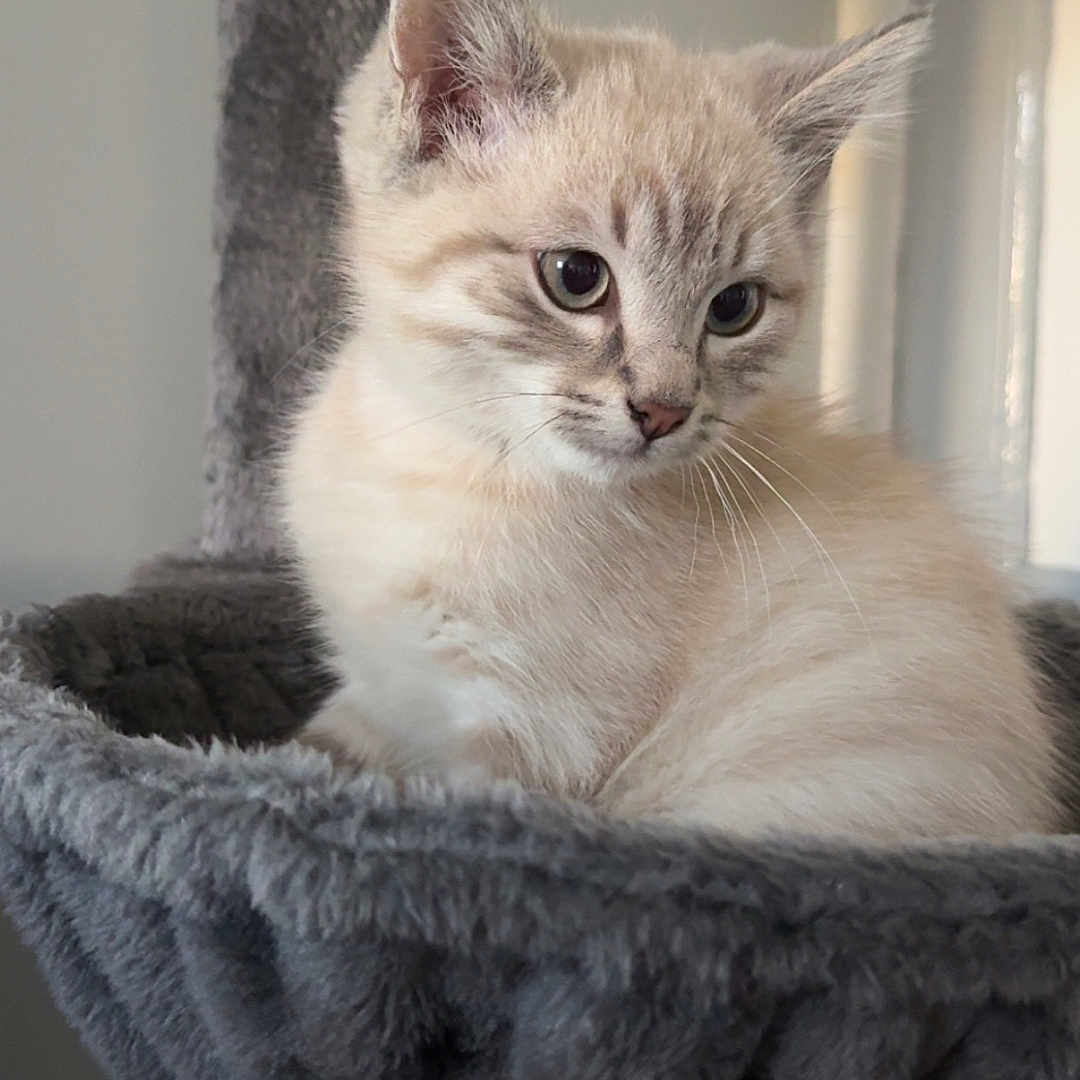 Neige a rejoint le concours — aidez-le/la à gagner de superbes lots ! abyssinian, animal, basket, cat, kitten, manx, pet, siamese