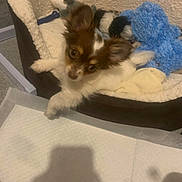 Gizmo joined the competition — help win amazing prizes! dog, puppy, pet_bed, toy, plush_toy, brown_and_white, small_dog, indoor, cozy, fur, ears, looking_up, curious, carpet, shadow, comfort, resting, cute, animal, companion