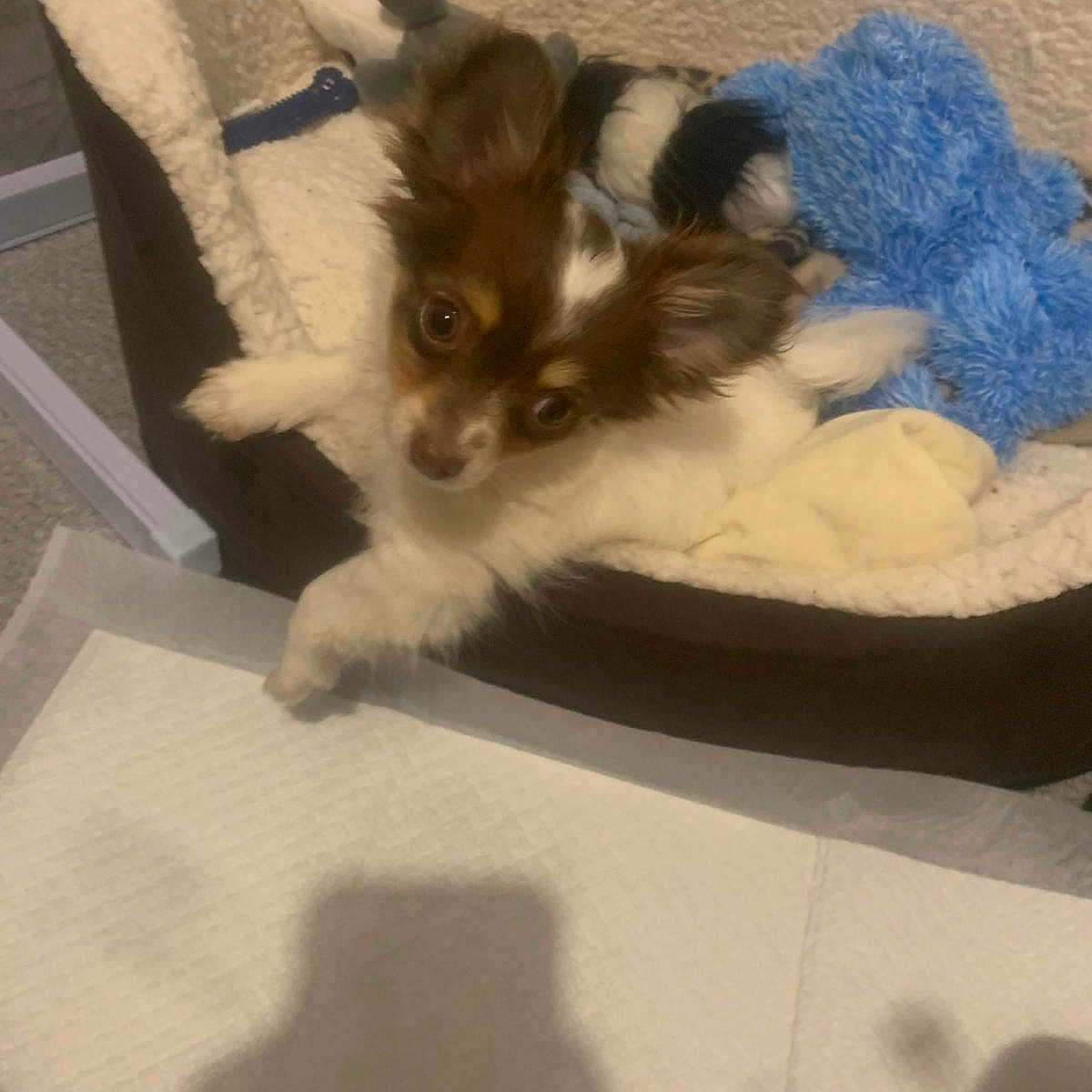 Gizmo joined the competition — help win amazing prizes! animal, brown_and_white, carpet, comfort, companion, cozy, curious, cute, dog, ears, fur, indoor, looking_up, pet_bed, plush_toy, puppy, resting, shadow, small_dog, toy