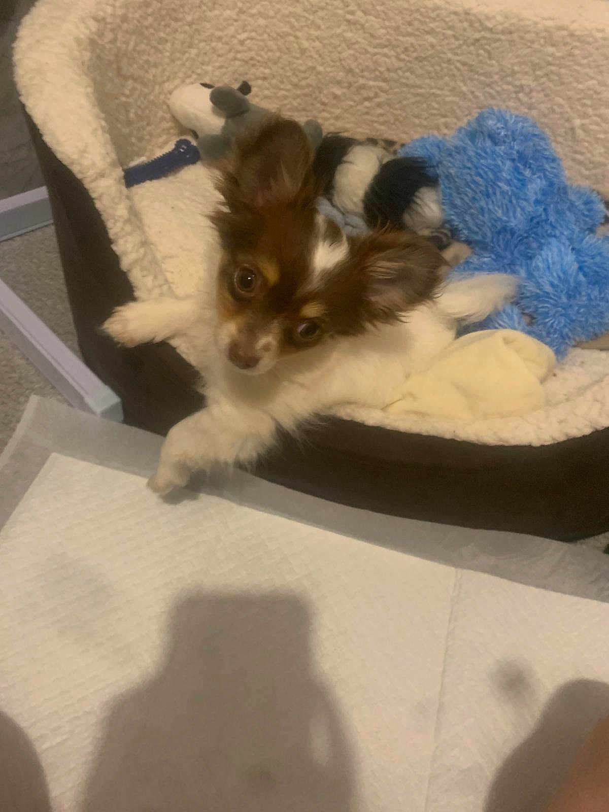 Gizmo joined the competition — help win amazing prizes! dog, puppy, pet_bed, toy, plush_toy, brown_and_white, small_dog, indoor, cozy, fur, ears, looking_up, curious, carpet, shadow, comfort, resting, cute, animal, companion