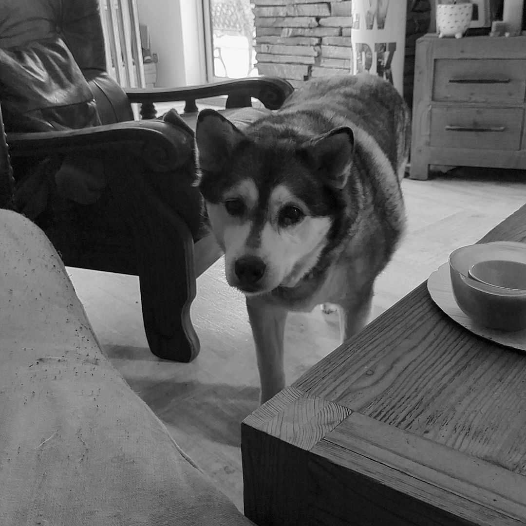 Maya participe au concours pour gagner de l'argent avec cette photo : animal, architecture, building, canine, chair, couch, diningtable, dog, furniture, hound, husky, indoors, interiordesign, livingroom, person, pet, puppy, room, table, wood