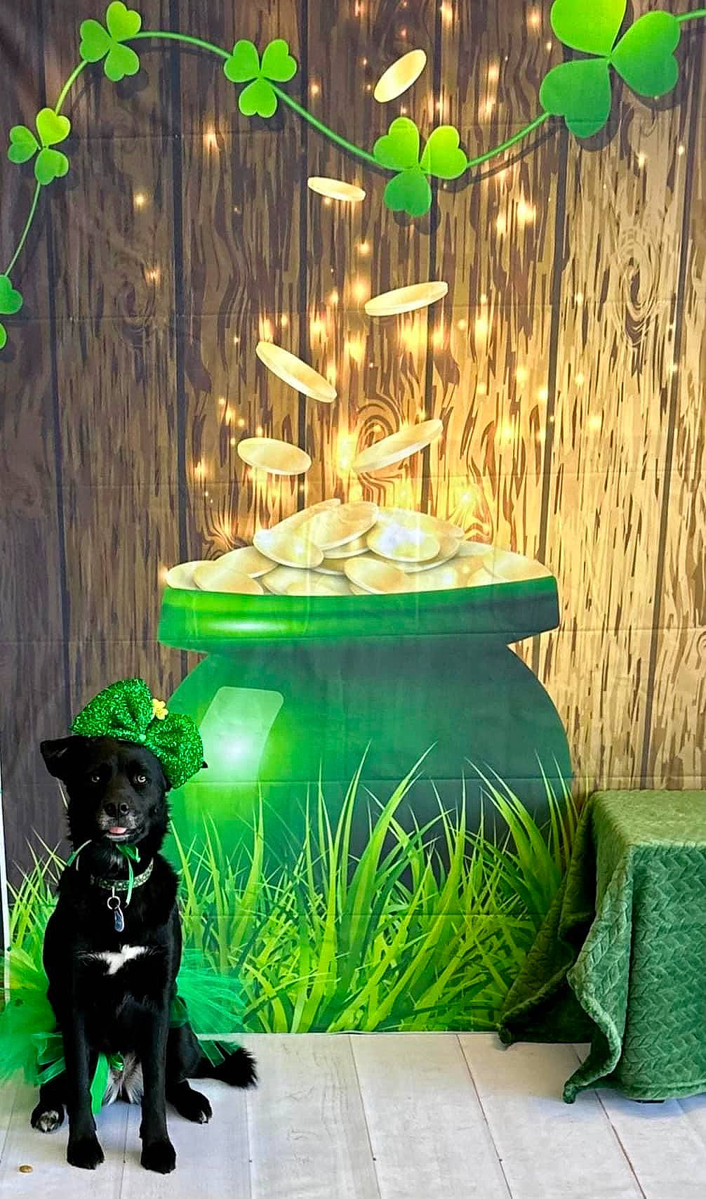 Darla is registered to the contest to win money with this photo: art, carnivore, companion_dog, dog, dog_breed, fawn, garden, grass, green, guard_dog, herb, plant, rectangle, room, tail, terrestrial_plant, tree, water_feature, wood, working_animal