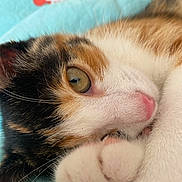Gaufrette a rejoint le concours — aidez-le/la à gagner de superbes lots ! animal, blanket, calico_cat, cat, close_up, cozy, curled_up, cute, eye, feline, floral_pattern, fur, indoor, nose, paw, pet, resting, sleepy, soft, whiskers