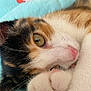 animal, blanket, calico_cat, cat, close_up, cozy, curled_up, cute, eye, feline, floral_pattern, fur, indoor, nose, paw, pet, resting, sleepy, soft, whiskers