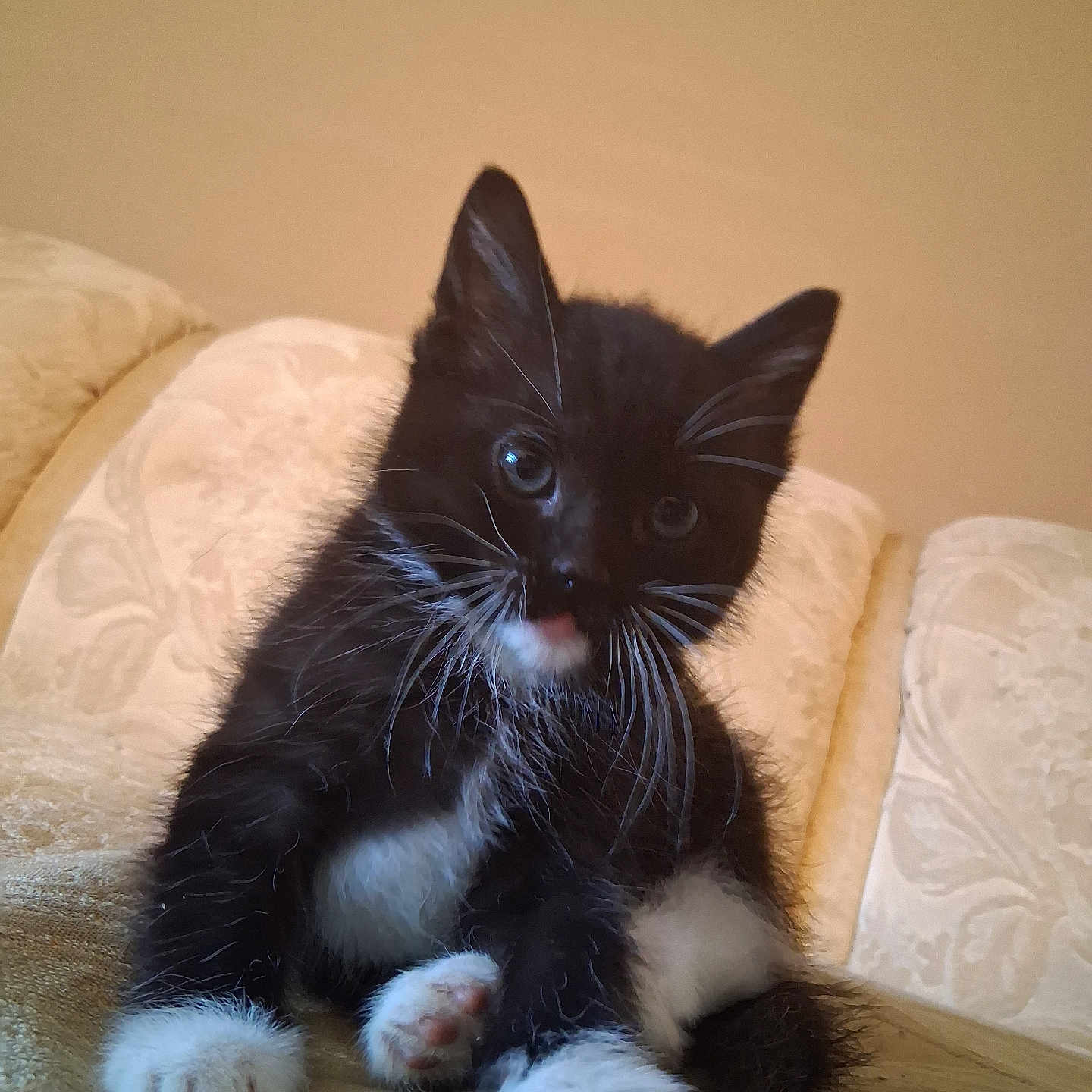 Luna is registered to the contest to win money with this photo: animal, black_and_white, cat, closeup, couch, curious, cute, domestic_cat, fur, furniture, furry, indoor, kitten, paws, pet, sitting, small, soft, whiskers, young