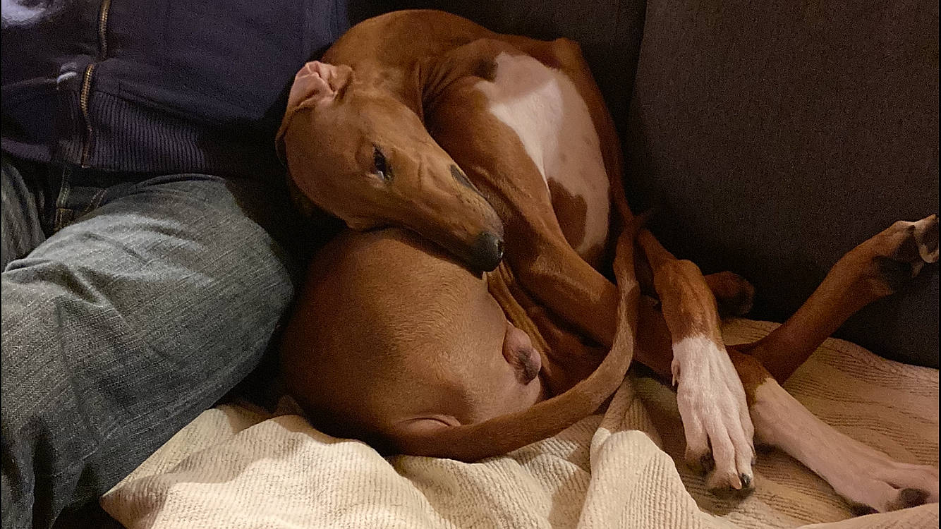 Tyron a rejoint le concours — aidez-le/la à gagner de superbes lots ! abdomen, bedding, bedtime, canidae, carnivore, comfort, companion_dog, dog, dog_breed, fawn, fur, human_leg, knee, linens, medical_procedure, nap, patient, sporting_group, wood, wrist