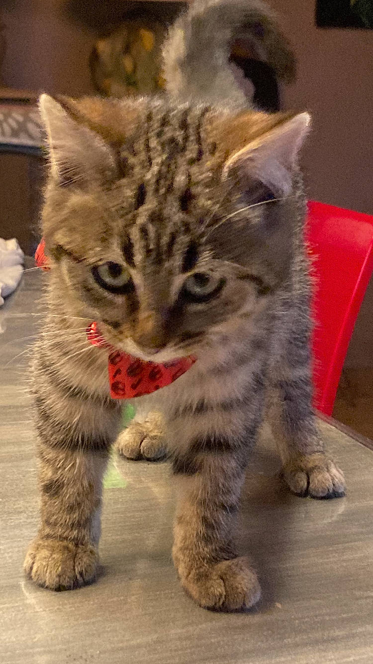 Cookie participe au concours pour gagner de l'argent avec cette photo : carnivore, cat, claw, domestic_short_haired_cat, felidae, foot, fur, paw, small_to_medium_sized_cats, snout, tail, terrestrial_animal, whiskers