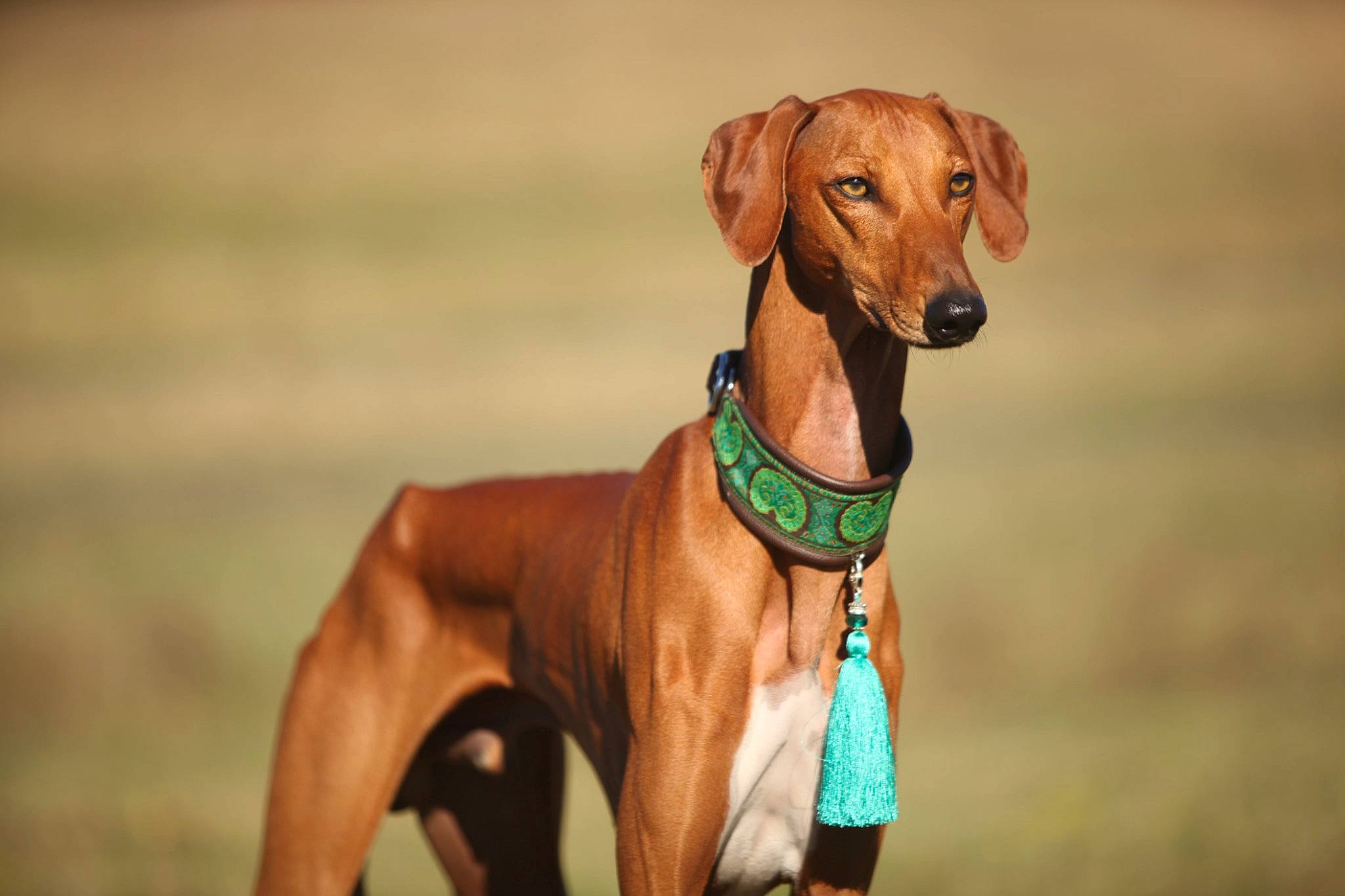 Tyron participe au concours pour gagner de l'argent avec cette photo : art, canidae, carnivore, collar, companion_dog, dog, dog_breed, dog_collar, dog_supply, fawn, hunting_dog, liver, pet_supply, snout, sporting_group, terrestrial_animal, working_animal, working_dog