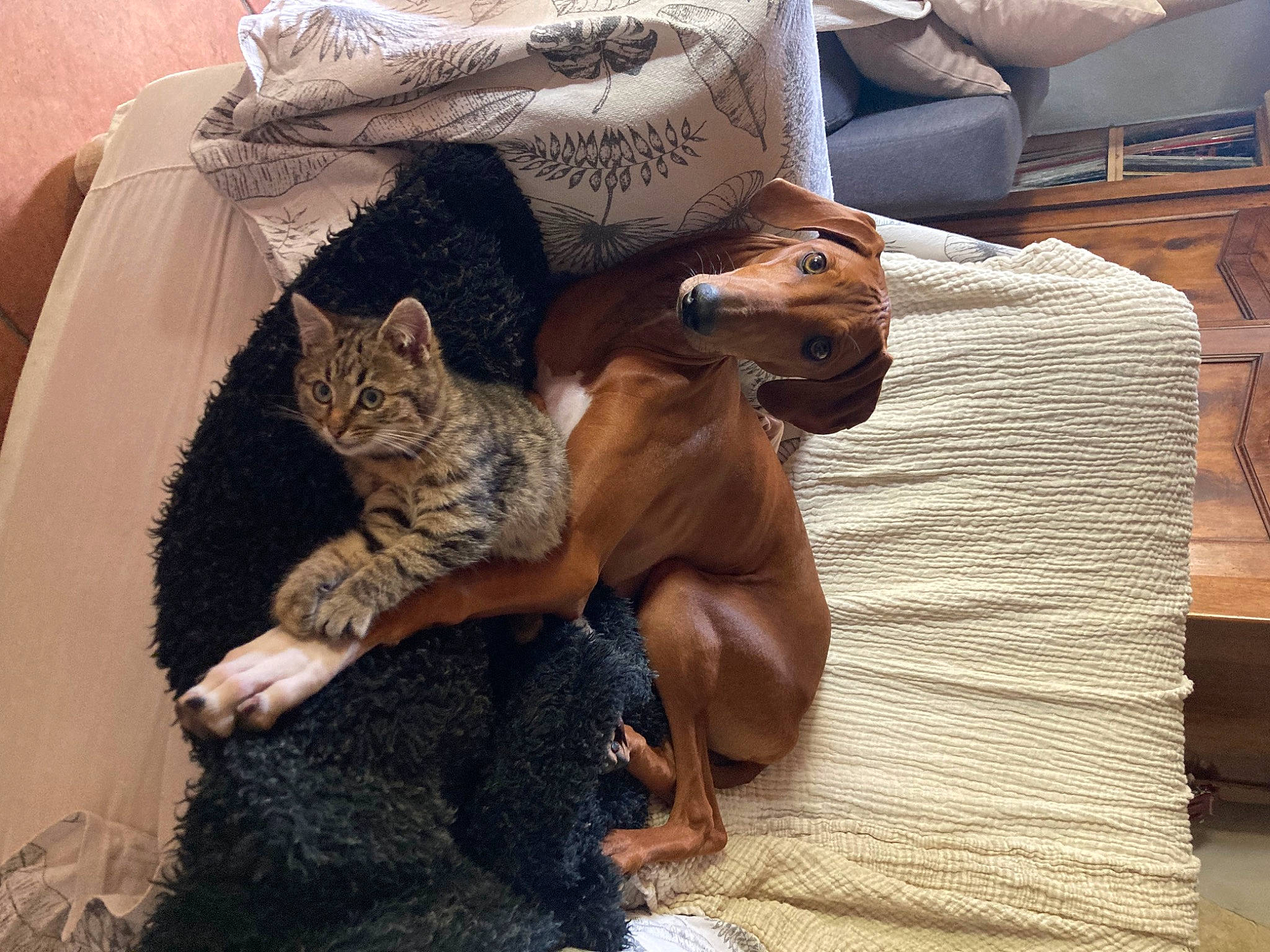 Tyron Et Cookie a rejoint le concours — aidez-le/la à gagner de superbes lots ! bedding, brown, carnivore, cat, comfort, companion_dog, couch, dog_breed, fawn, felidae, fur, hardwood, linens, liver, pillow, small_to_medium_sized_cats, tail, textile, whiskers, wood