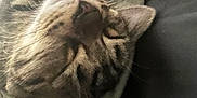 Kira And Clancy is registered to the contest to win money with this photo: cat, tabby, sleeping, paw, close_up, fur, whiskers, ear, relaxation, pet, domestic_animal, animal, cute, cozy, resting, indoor, feline, soft_surface, napping, peaceful