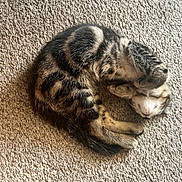 Kira And Clancy joined the competition — help win amazing prizes! cat, tabby, sleeping, curled_up, carpet, feline, pet, animal, fur, whiskers, paw, cozy, resting, cute, domestic_animal, mammal, relaxation, indoor, patterned_fur, peaceful