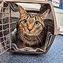 Egypt joined the competition — help win amazing prizes! cat, tabby_cat, pet_carrier, green_eyes, whiskers, blanket, indoor, floor, blue_carpet, animal, pet, curious, feline, closeup, face, ears, veterinary_clinic, cage, container, looking