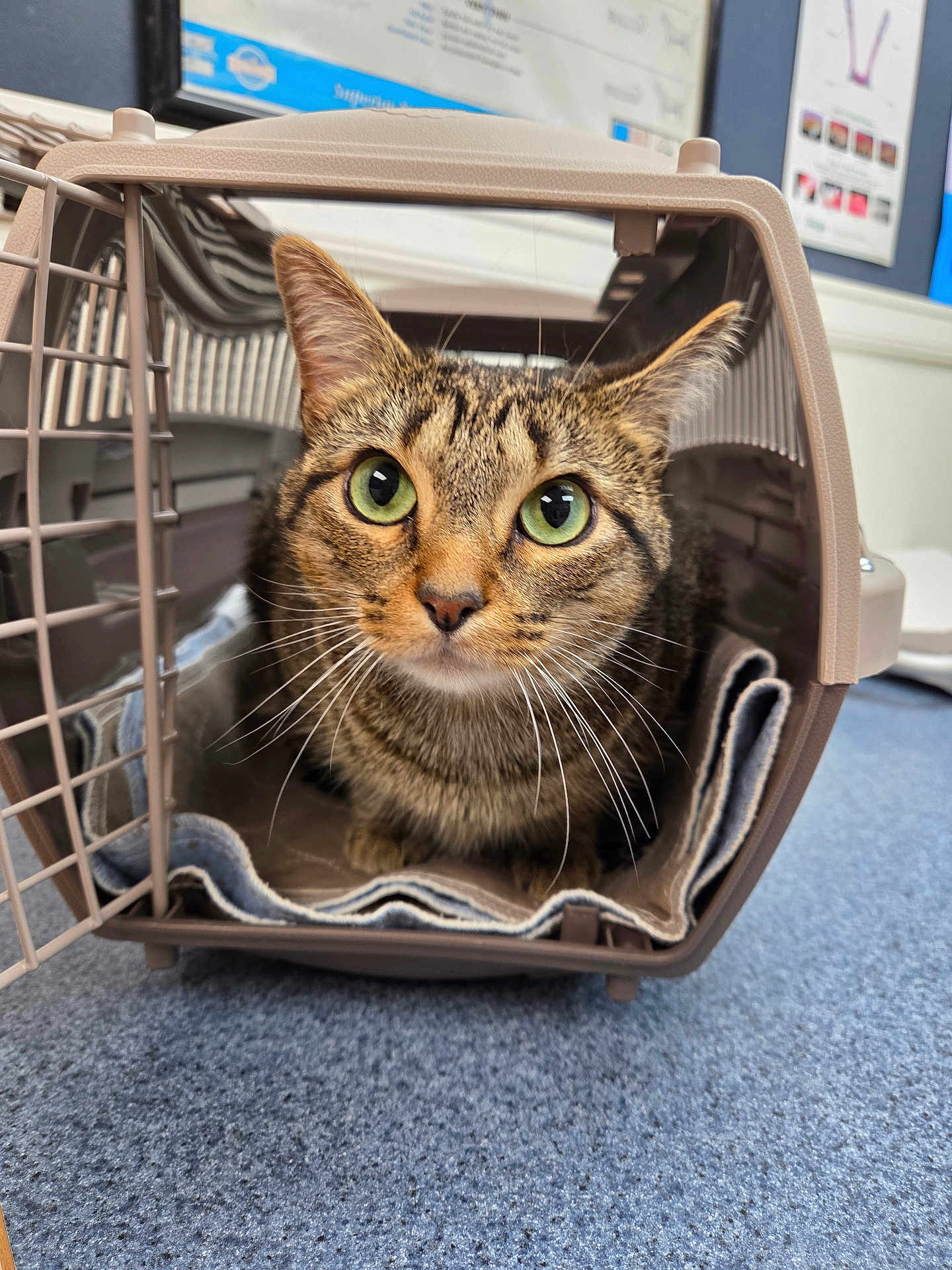 Egypt joined the competition — help win amazing prizes! cat, tabby_cat, pet_carrier, green_eyes, whiskers, blanket, indoor, floor, blue_carpet, animal, pet, curious, feline, closeup, face, ears, veterinary_clinic, cage, container, looking