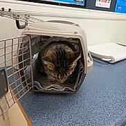 Egypt is registered to the contest to win money with this photo: cat, tabby, pet_carrier, blue_countertop, veterinary_office, poster, wall, animal, pet, indoor, feline, resting, container, metal_door, blanket, closeup, table, domestic_cat, curled_up, quiet