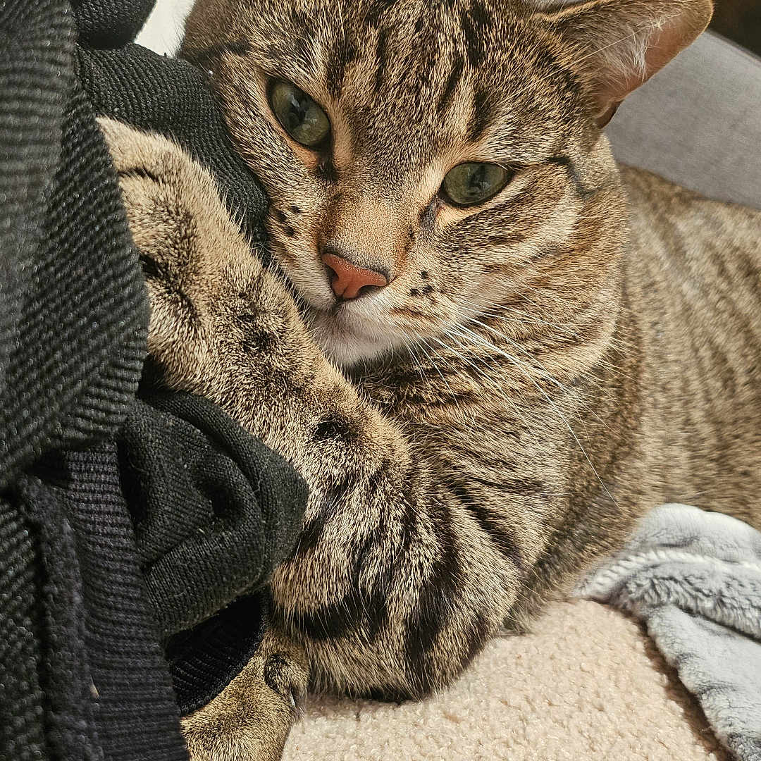 Simba a rejoint le concours — aidez-le/la à gagner de superbes lots ! abyssinian, animal, armchair, blanket, cat, chair, clothing, couch, cushion, furniture, homedecor, kitten, knitwear, laundry, linen, manx, pants, person, pet, sleeping