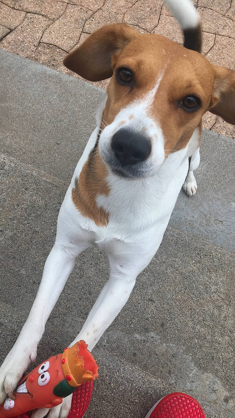 Wappa participe au concours pour gagner de l'argent avec cette photo : beagle, brazilian_terrier, canidae, carnivore, companion_dog, dog, dog_breed, fawn, feist, harrier, jack_russell_terrier, mammal, miniature_fox_terrier, plummer_terrier, rare_breed_dog, russell_terrier, sporting_group, tenterfield_terrier, treeing_feist, vertebrate