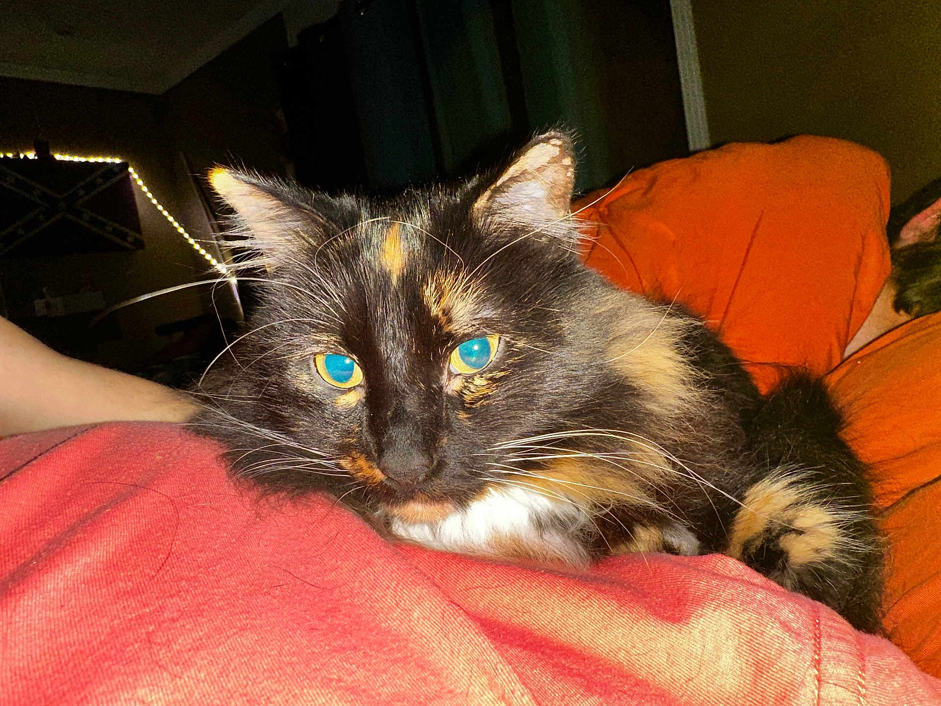 Mazikeen joined the competition — help win amazing prizes! animal, cat, close_up, cozy, cute, dim_light, domestic_cat, eyes, feline, fluffy, fur, indoor, night, pet, red_cloth, relaxed, resting, string_lights, tortoiseshell, whiskers