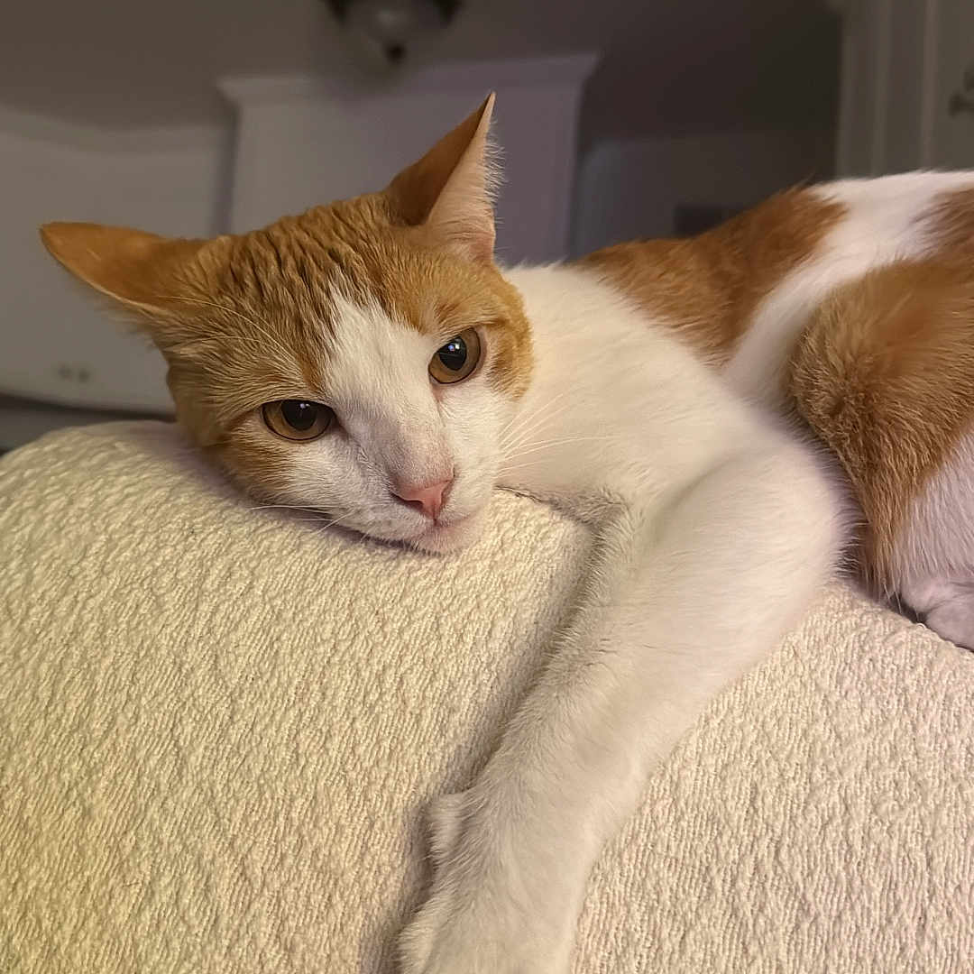 Cooper joined the competition — help win amazing prizes! animal, cat, closeup, cream_color, cute, ears, face, feline, fur, home, indoor, lounging, orange_and_white, paw, pet, relaxed, resting, soft, texture, whiskers