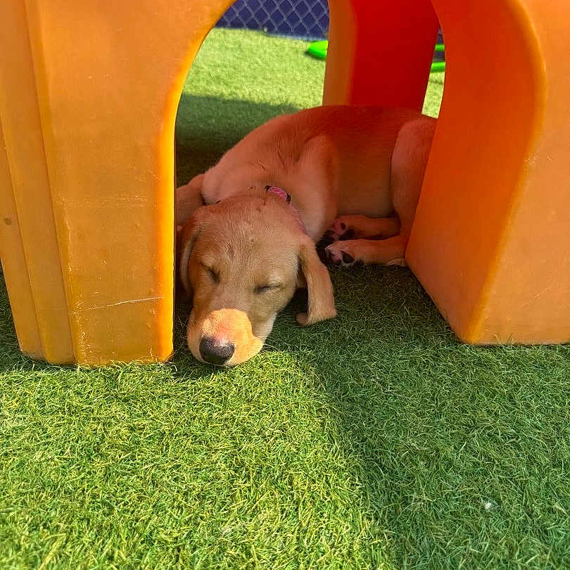 Lulu is registered to the contest to win money with this photo: puppy, dog, sleeping, orange, play_structure, grass, outdoor, sunlight, shadow, pet, cute, resting, collar, animal, young_dog, calm, peaceful, summer, daylight, nature