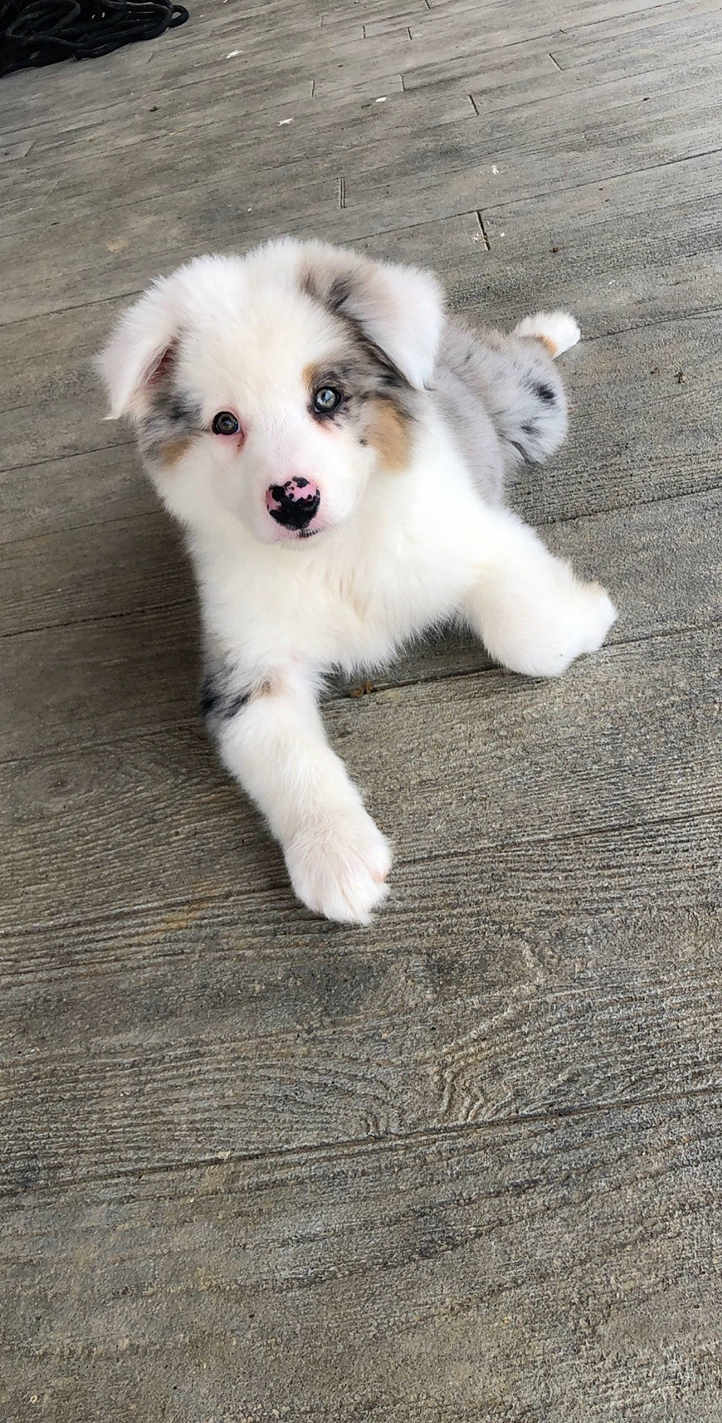 Cinch is registered to the contest to win money with this photo: australian_collie, australian_shepherd, border_collie, canidae, carnivore, companion_dog, dog, dog_breed, herding_dog, mammal, miniature_australian_shepherd, puppy, rare_breed_dog, siberian_husky, vertebrate, working_dog