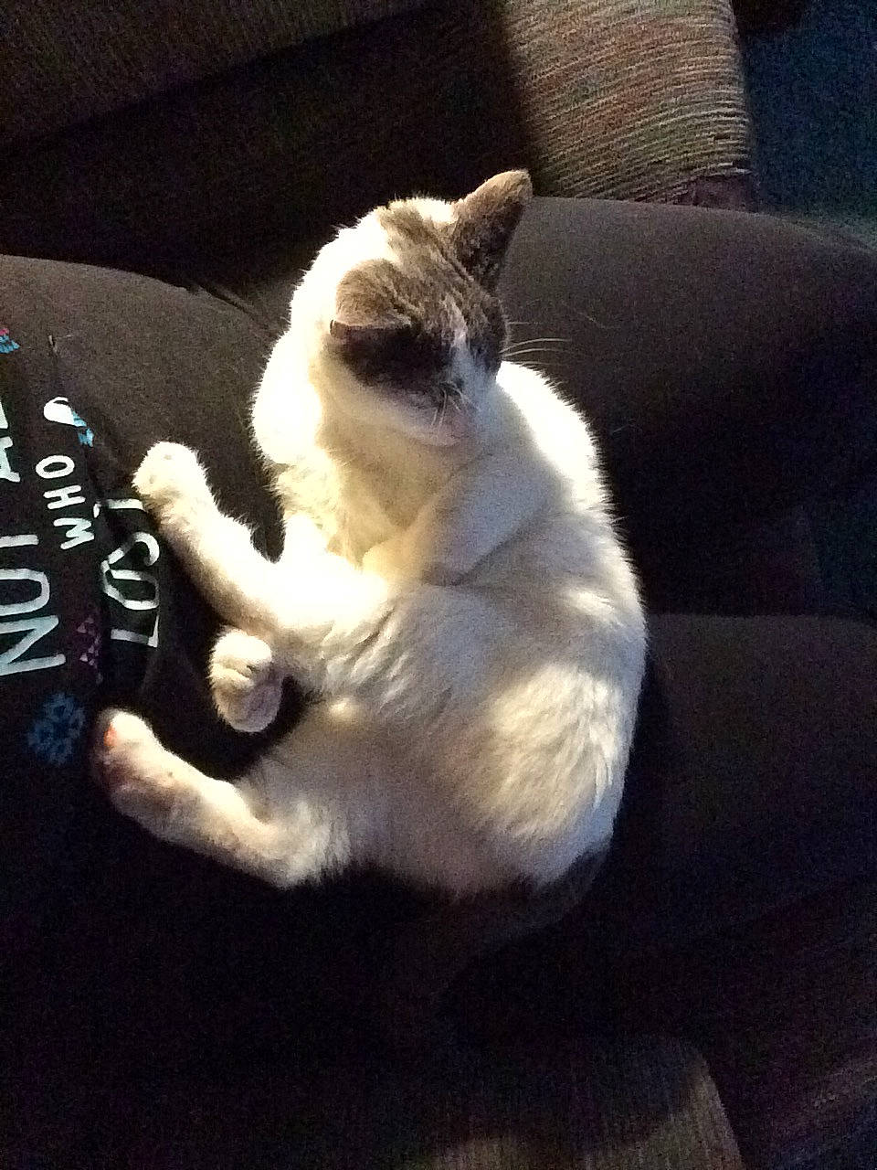 Dipper is registered to the contest to win money with this photo: balinese, birman, carnivore, cat, colorpoint_shorthair, ear, fawn, felidae, fur, kitten, night, paw, polydactyl_cat, ragdoll, sky, small_to_medium_sized_cats, tail, tonkinese, whiskers