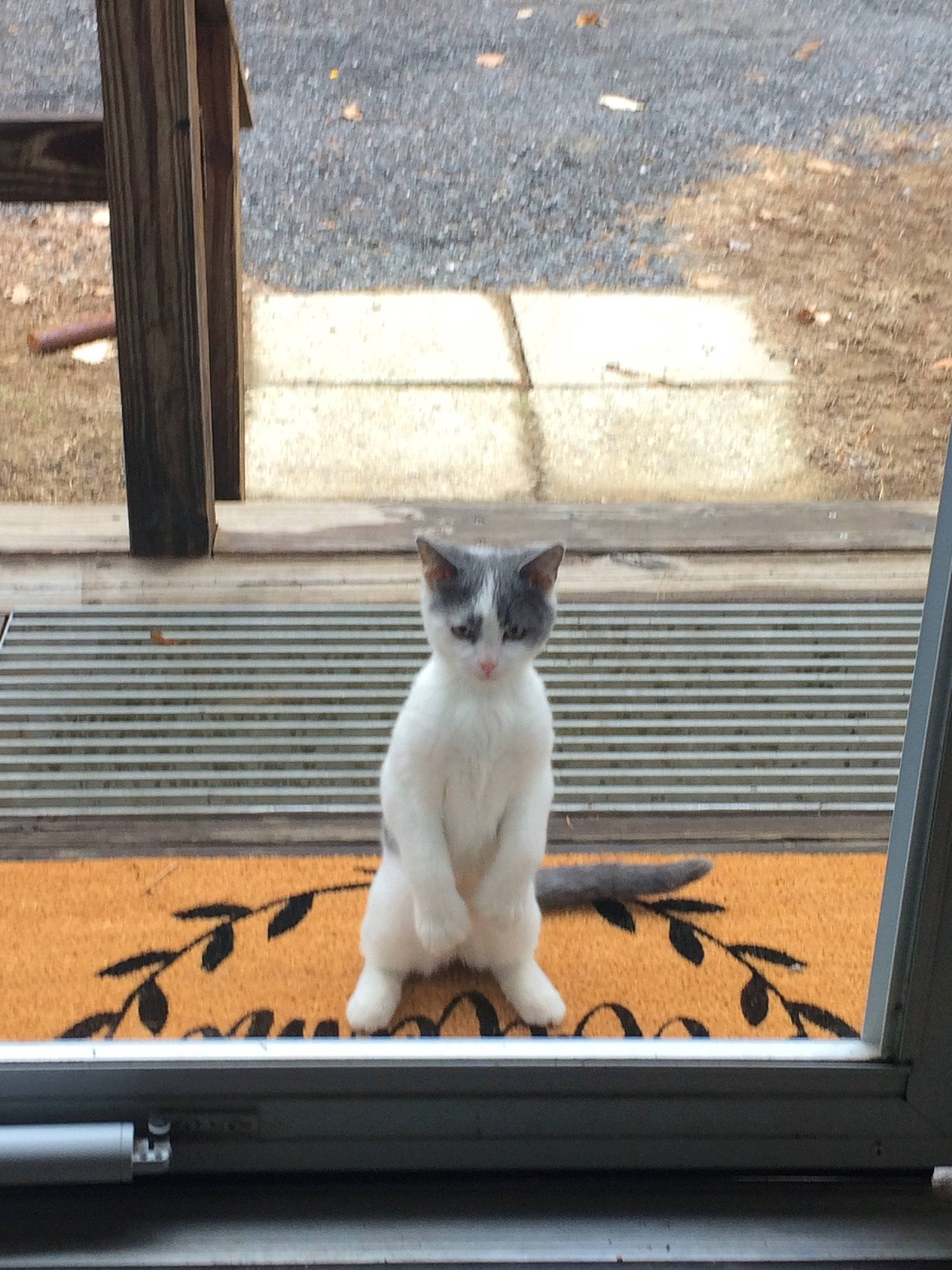 Dipper is registered to the contest to win money with this photo: aegean_cat, carnivore, cat, domestic_short_haired_cat, fawn, felidae, fur, kitten, polydactyl_cat, sky, small_to_medium_sized_cats, tail, whiskers, wildlife, window