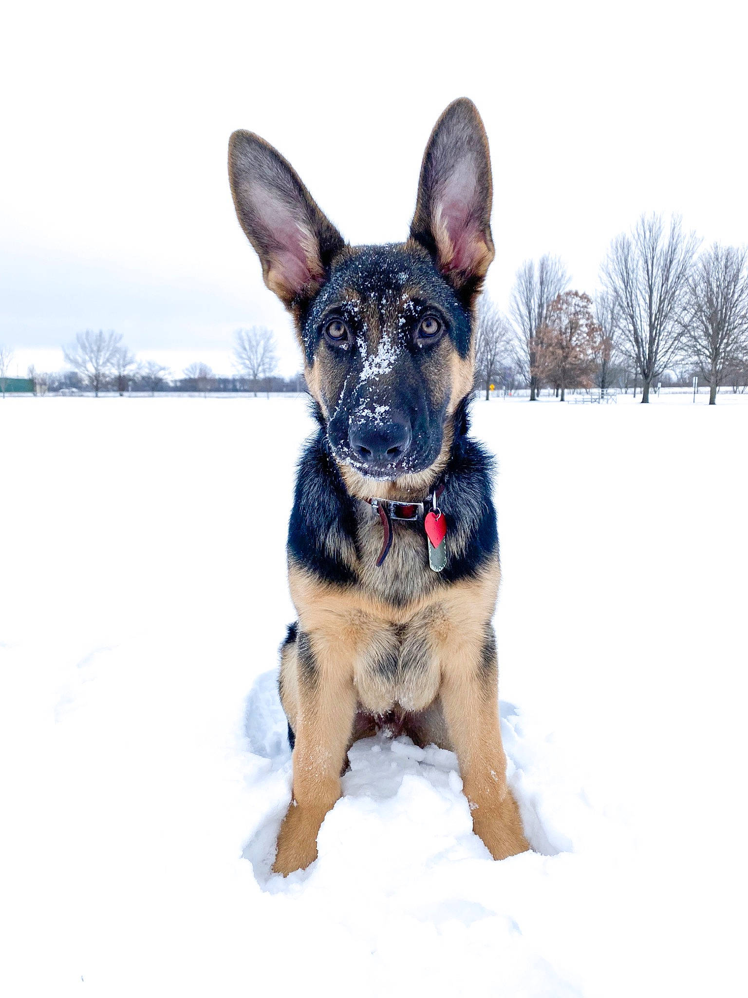 Rogue is registered to the contest to win money with this photo: canidae, carnivore, collar, companion_dog, dog, dog_breed, dog_collar, dog_supply, freezing, fur, paw, sky, snout, snow, sporting_group, tree, whiskers, winter, working_animal, working_dog