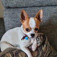 Vali a rejoint le concours — aidez-le/la à gagner de superbes lots ! dog, chihuahua, pet, indoor, cushion, sofa, small_dog, white_and_brown, relaxed, cute, animal, companion, portrait, domestic, cozy, furniture, close_up, cute_pet, paw, collar