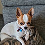 animal, chihuahua, close_up, collar, companion, cozy, cushion, cute, cute_pet, dog, domestic, furniture, indoor, paw, pet, portrait, relaxed, small_dog, sofa, white_and_brown