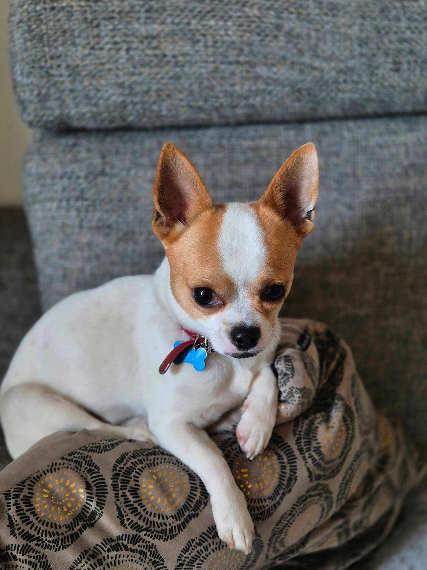 Vali a rejoint le concours — aidez-le/la à gagner de superbes lots ! dog, chihuahua, pet, indoor, cushion, sofa, small_dog, white_and_brown, relaxed, cute, animal, companion, portrait, domestic, cozy, furniture, close_up, cute_pet, paw, collar