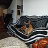 dog, cat, couch, blanket, striped, living_room, indoor, pet, animal, furniture, black_cat, brown_dog, knitted_blanket, leather_chair, wall_art, poster, home, cozy, flash, shadow